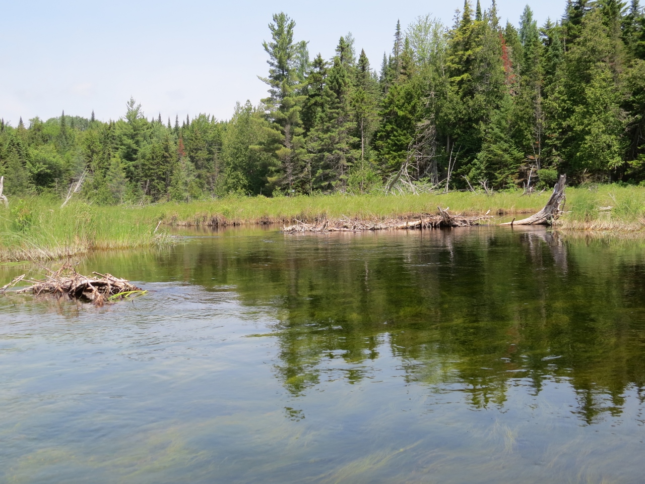 Mud Pond inlet near the canoe-carry to McRorie Lake