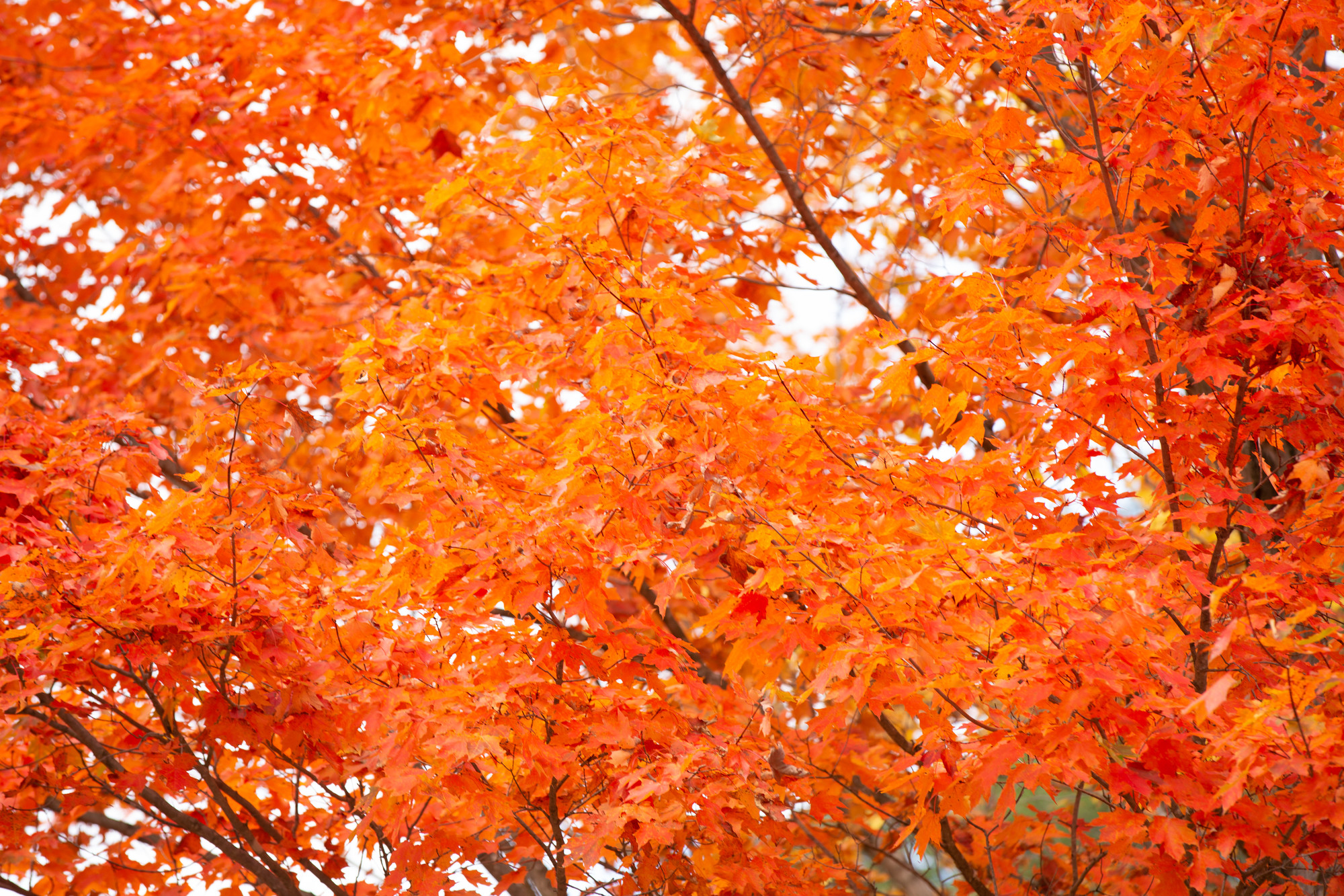 A close up view of trees vibrant with orange and red leaves.