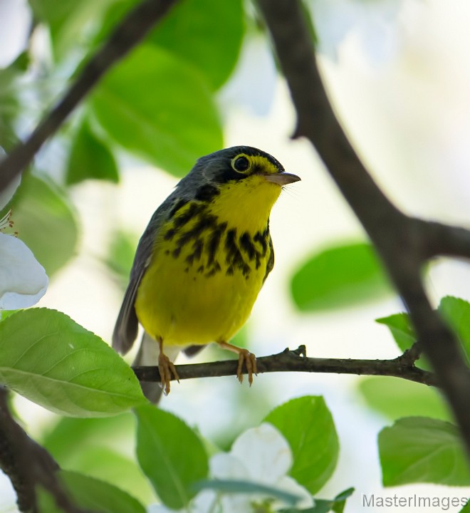 Canada Warbler by Larry Master