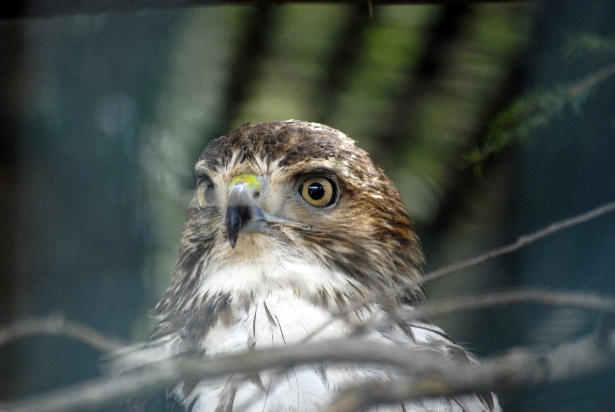 A falcon