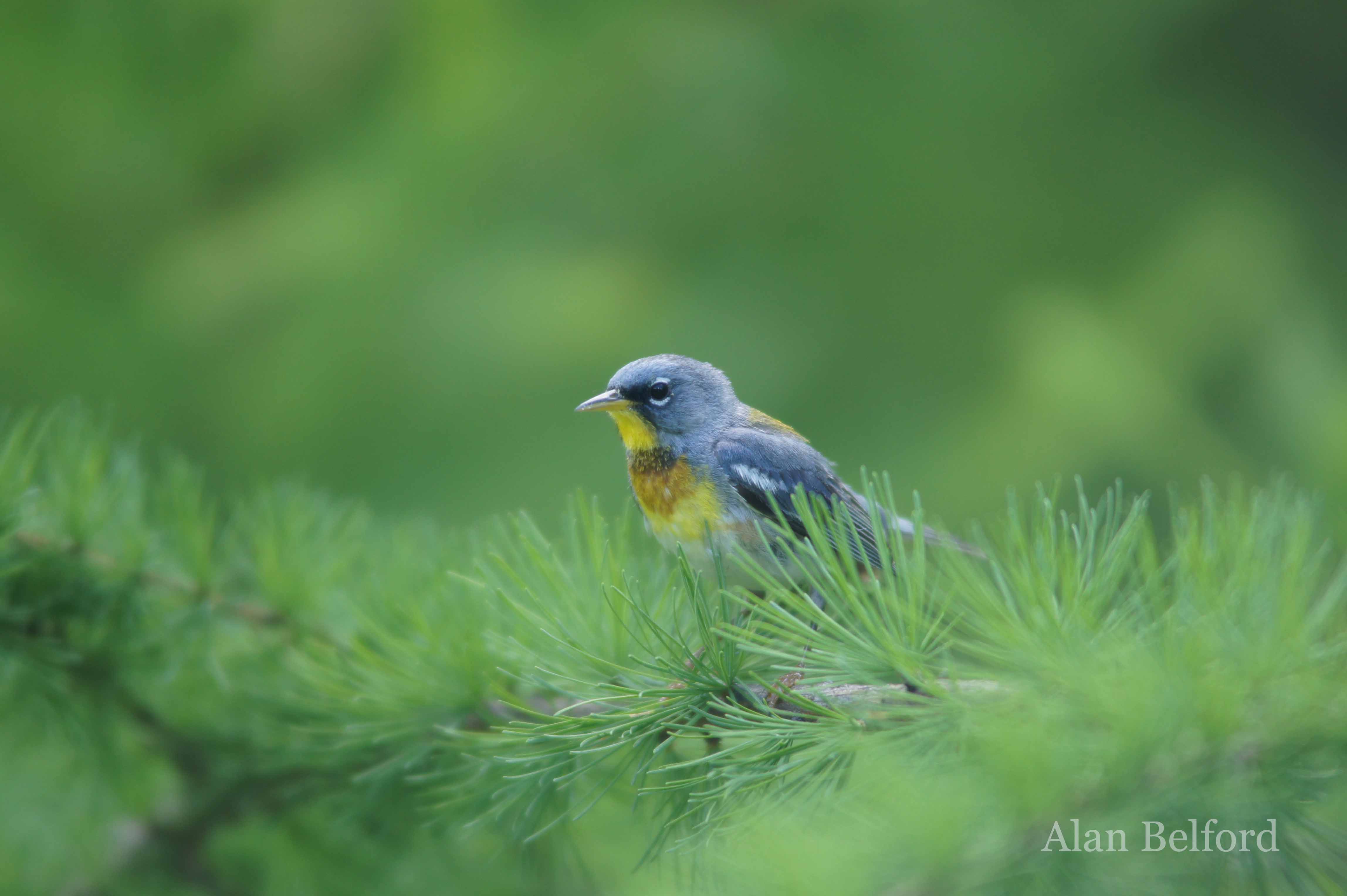 I found a number of Northern Parulas throughout the hike.