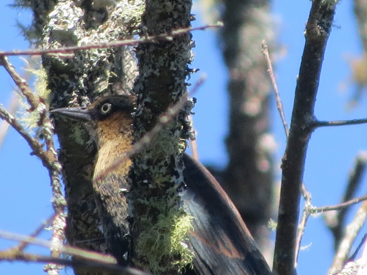 Rusty Blackbird along Fishing Brook