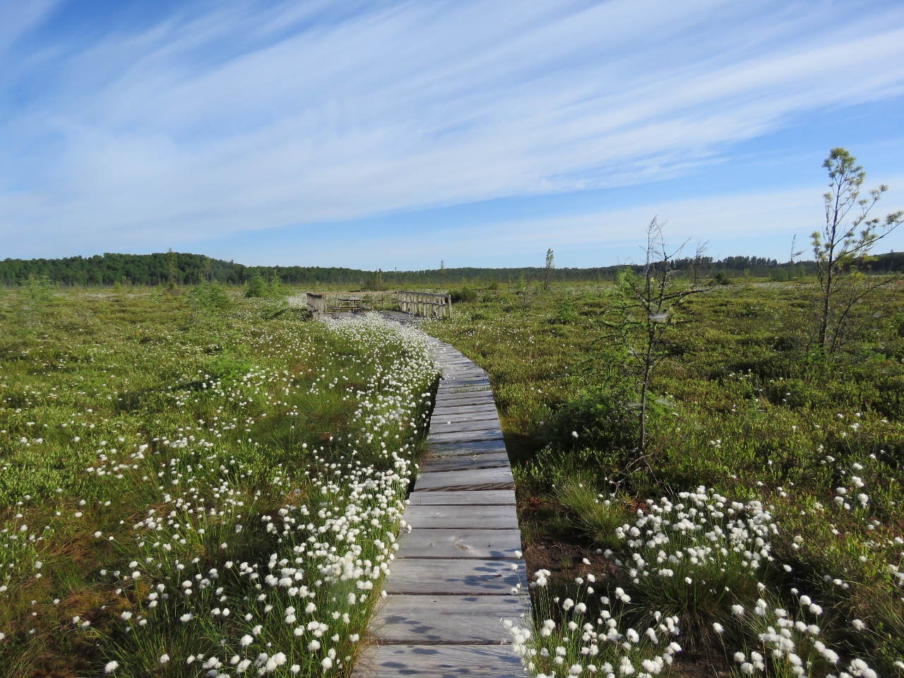 Massawepie Mire boardwalk. Photo by Joan Collins