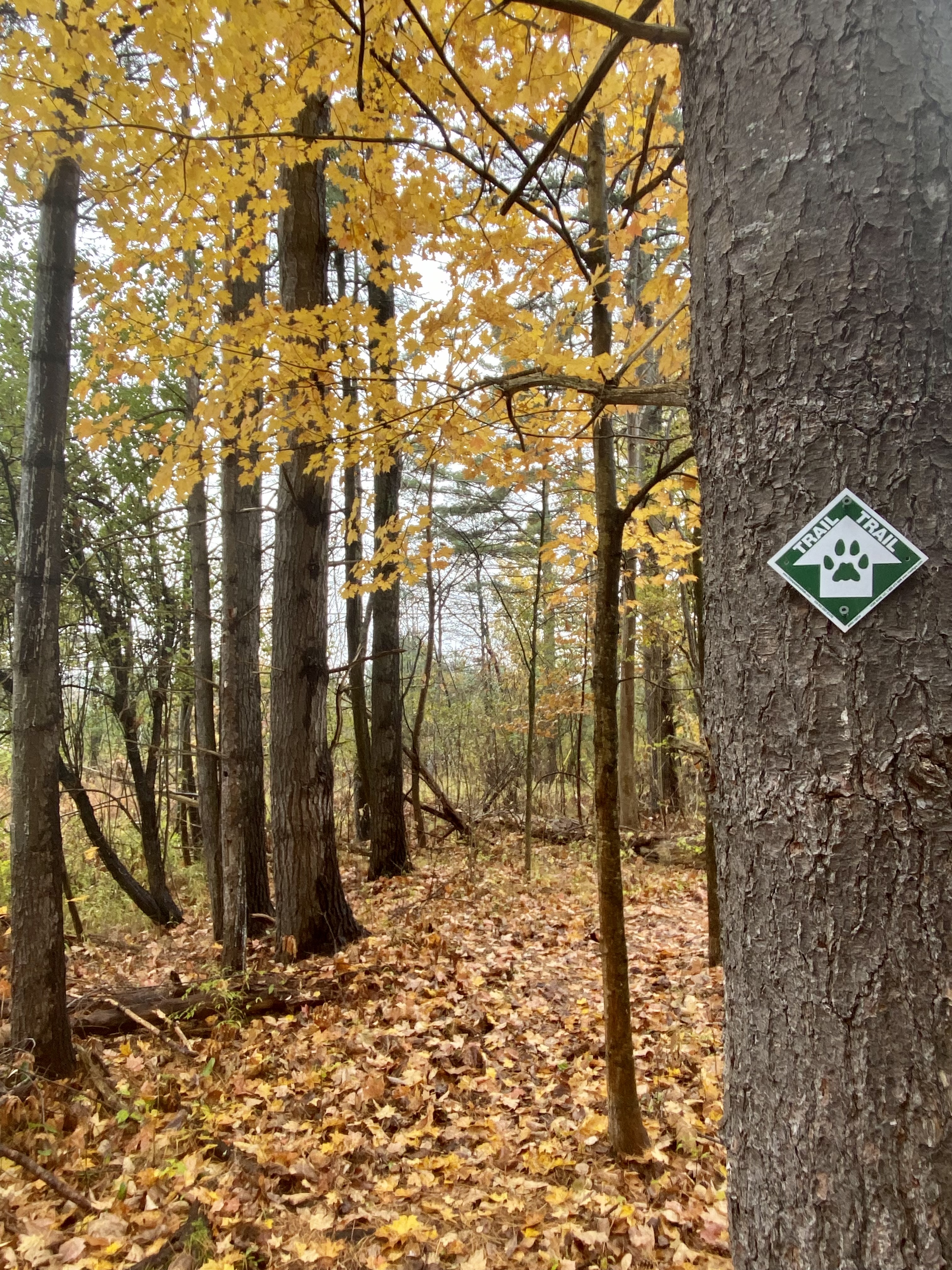 A forested trail winds along a river