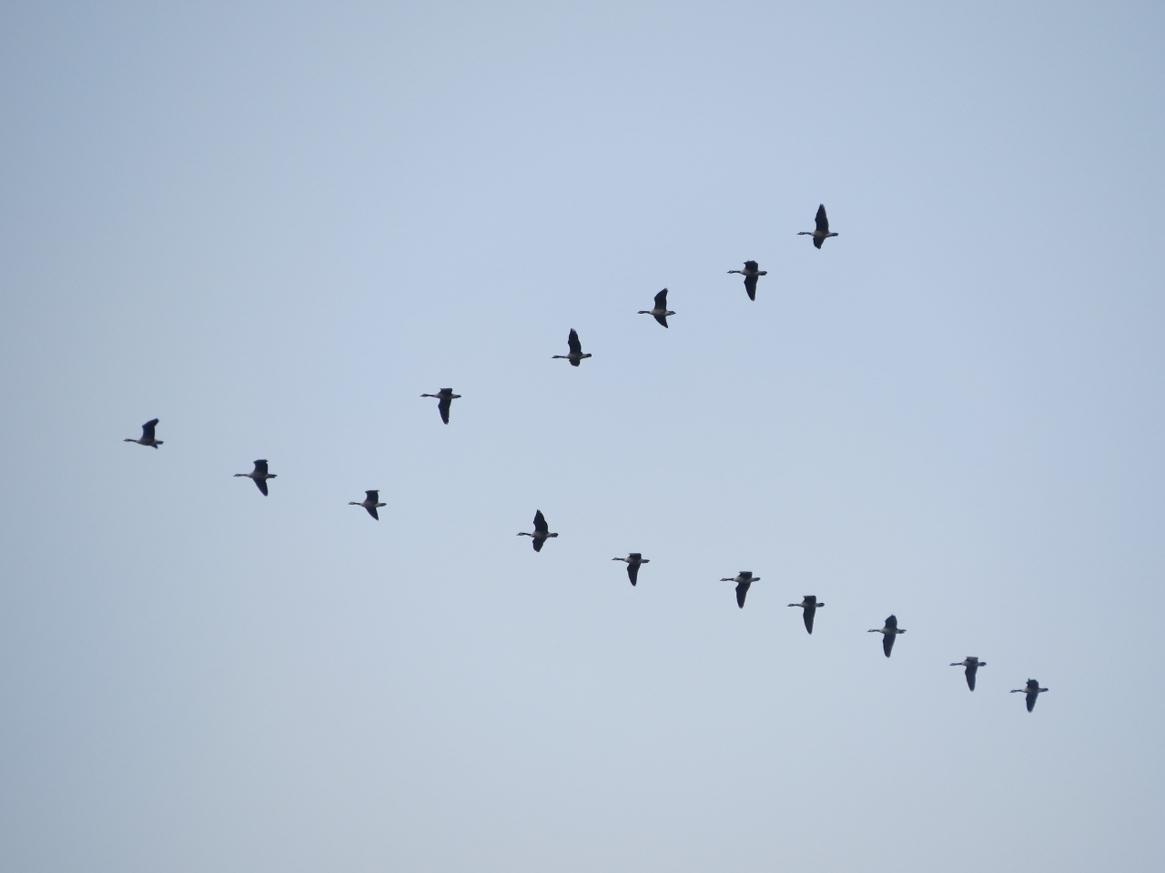 Lake Lila Canada Goose Flock