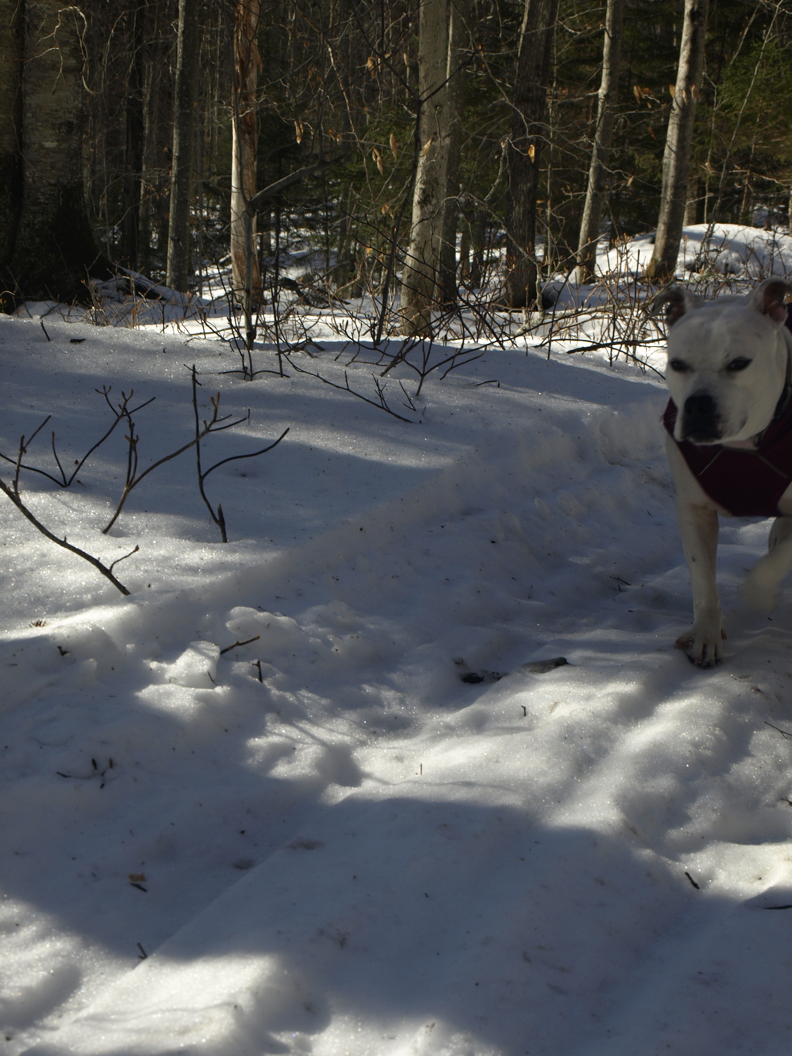 Owls Head trail