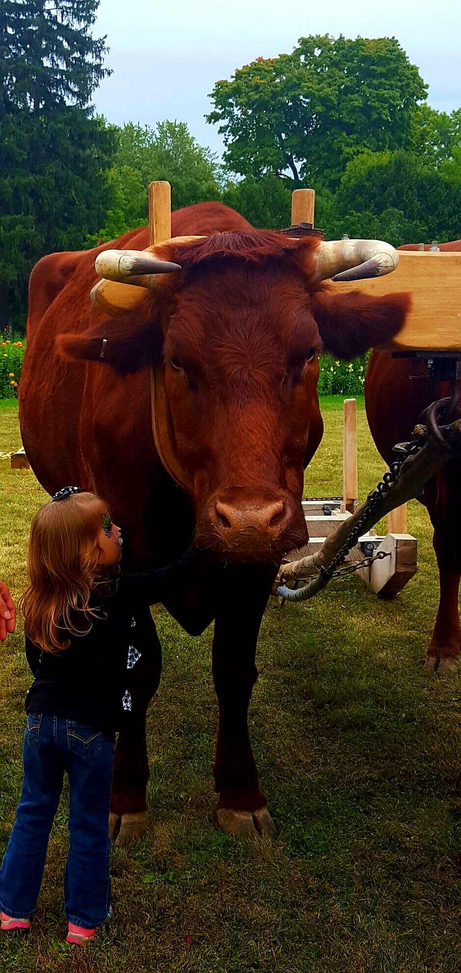 A young child gently reaches toward an ox wearing a wooden yoke