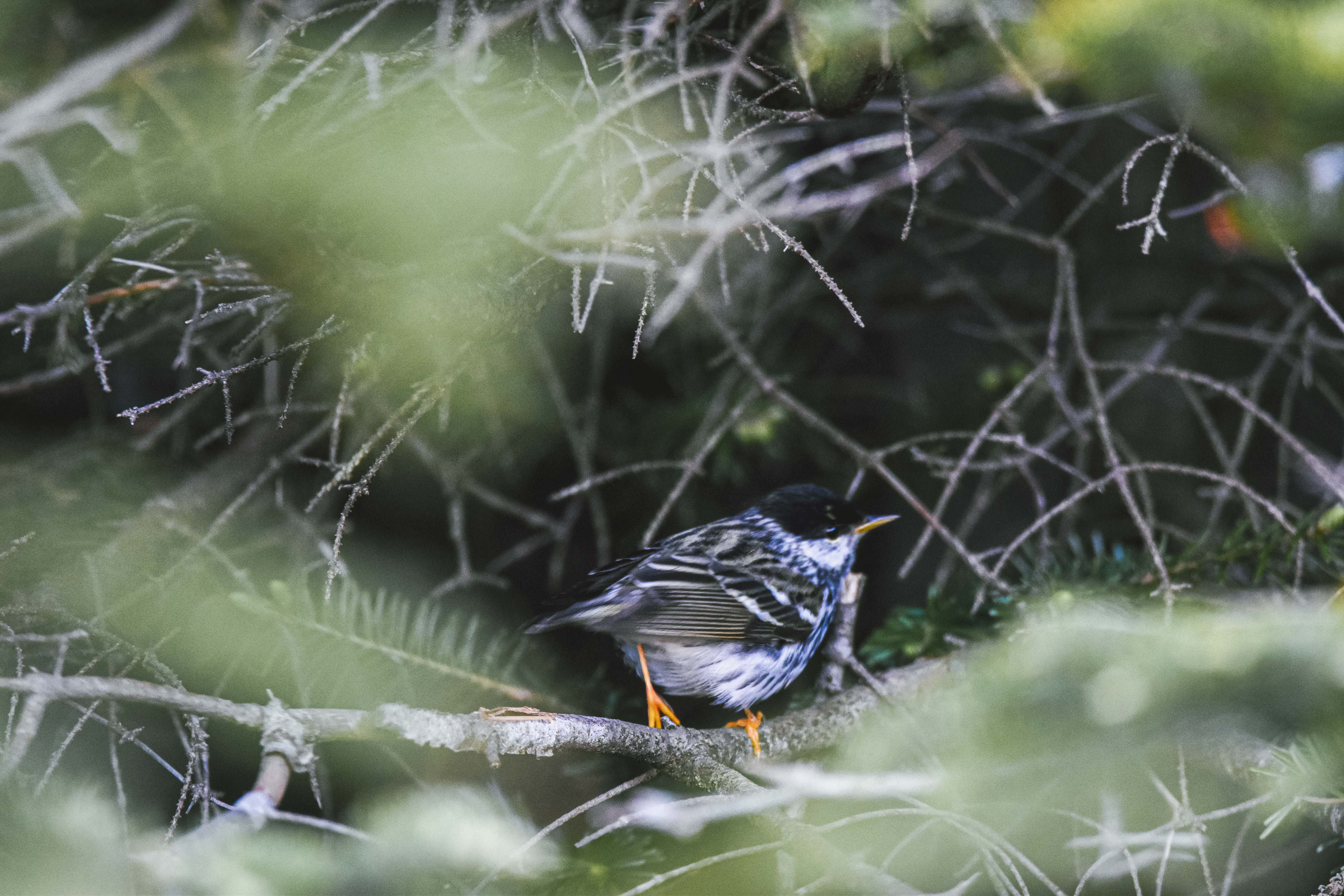 A small bird with orange legs and a black cap hidden in dense trees.