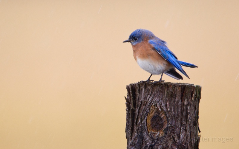 Eastern Bluebird by Larry Master