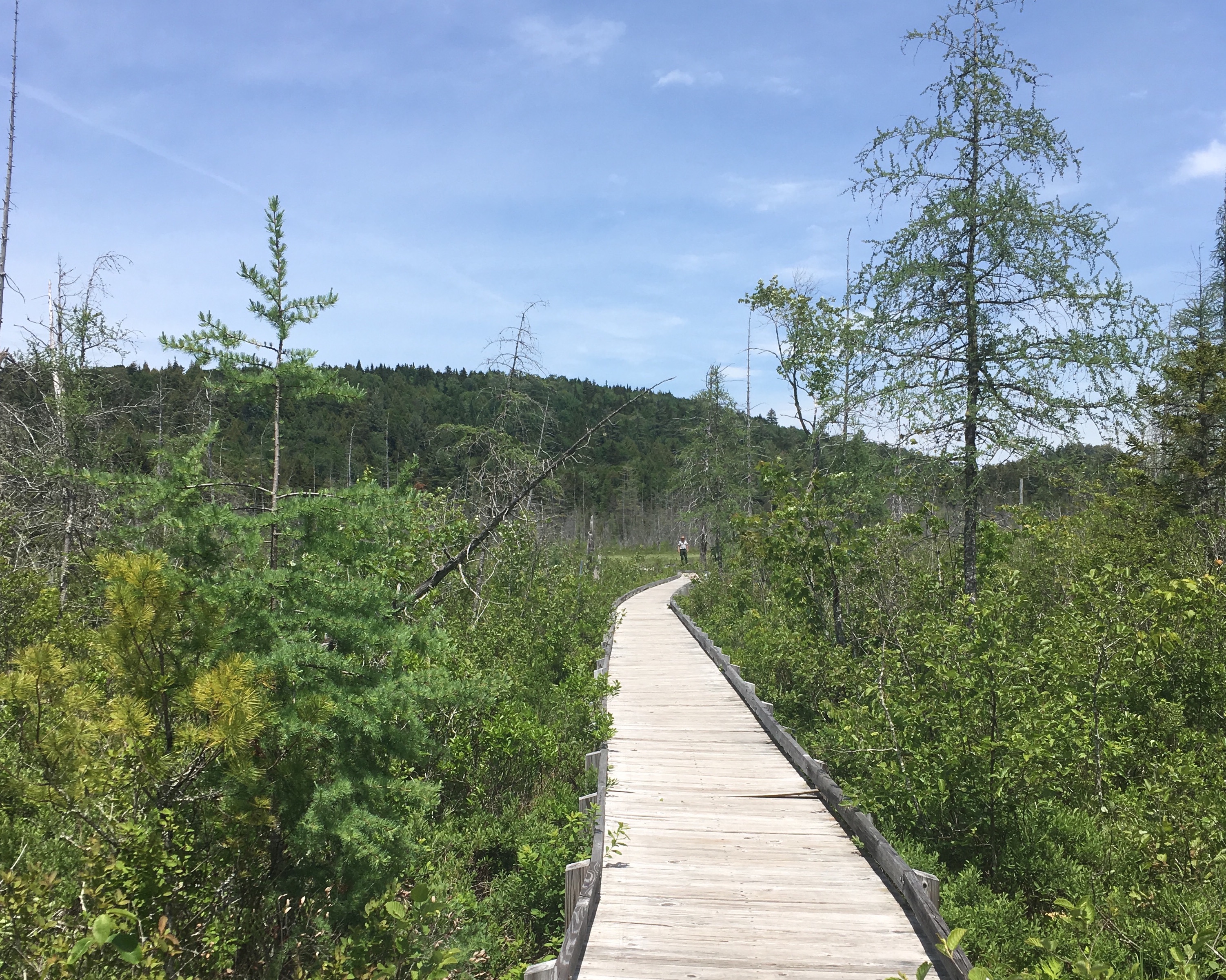 Canoe Carry boardwalk near Browns Tract Pond. Canoe Carry boardwalk near Browns Tract Pond.