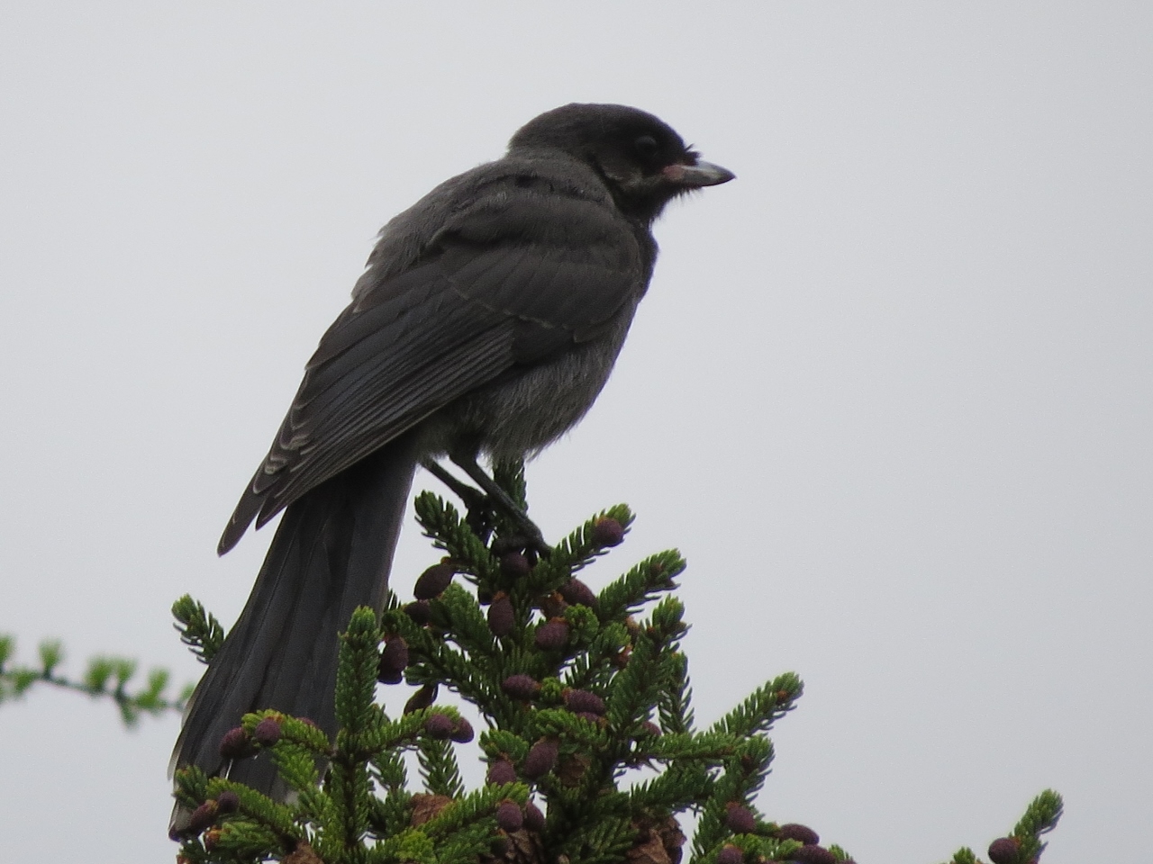 Juvenile Gray Jay in Long Lake