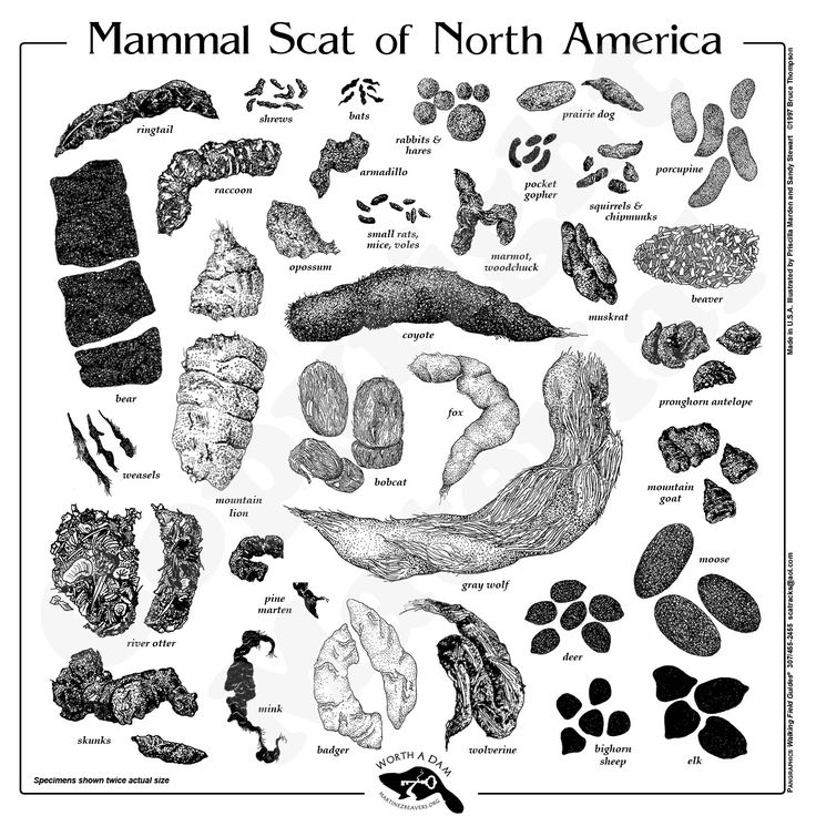 A scat chart is essential in the Adirondack Scat Challenge.