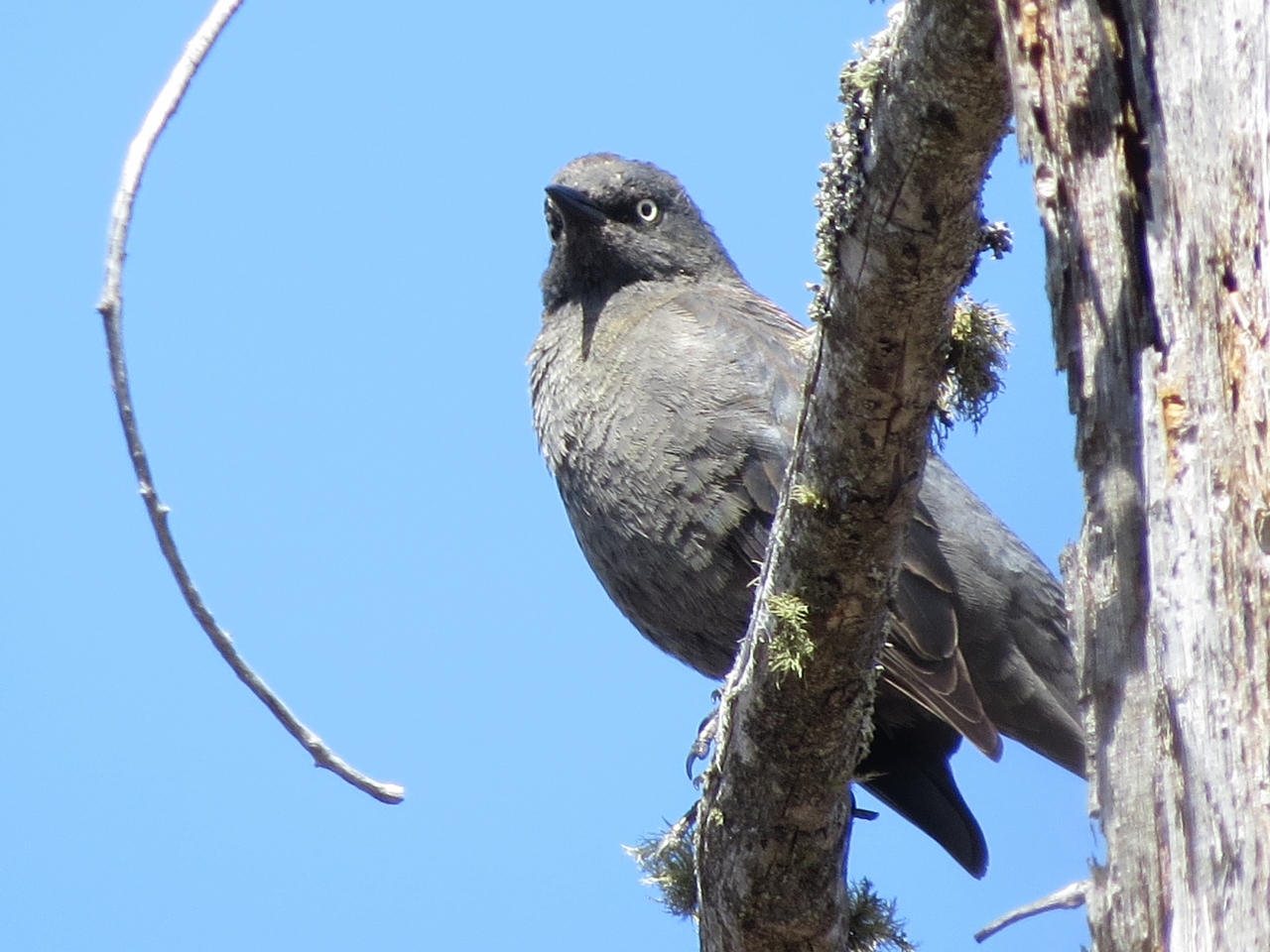 Female Rusty Blackbird