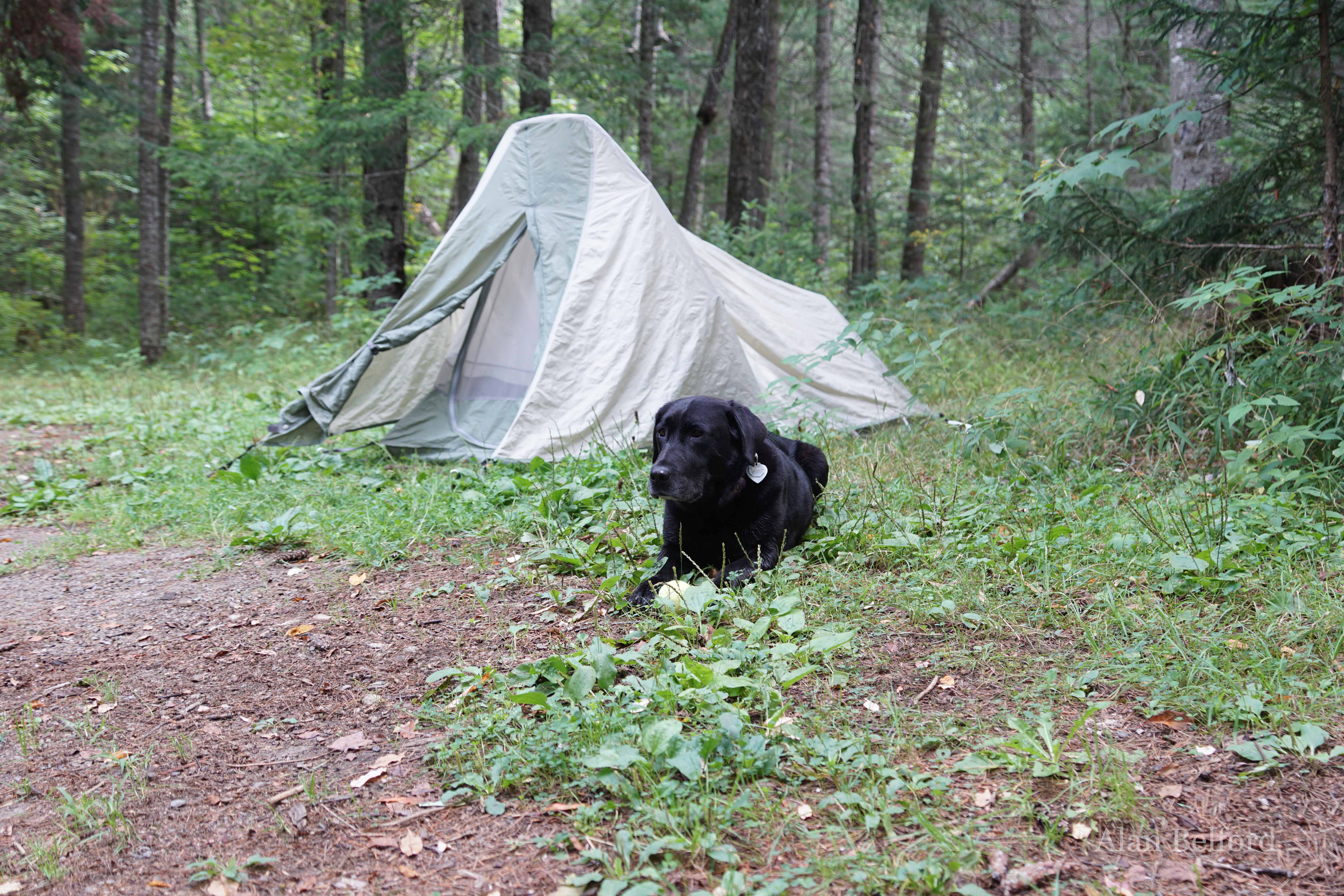 Wren lies near the tent after exploring in the morning.