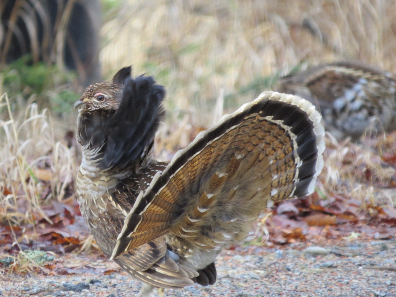 Male Ruffed Grouse in full display along Sabattis Circle Road