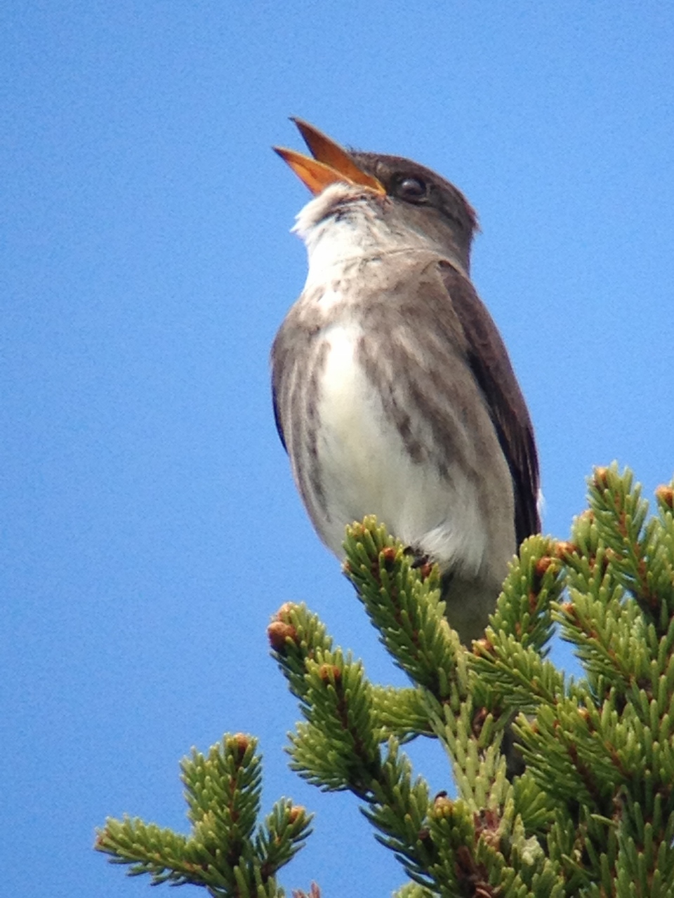 Olive-sided Flycatcher