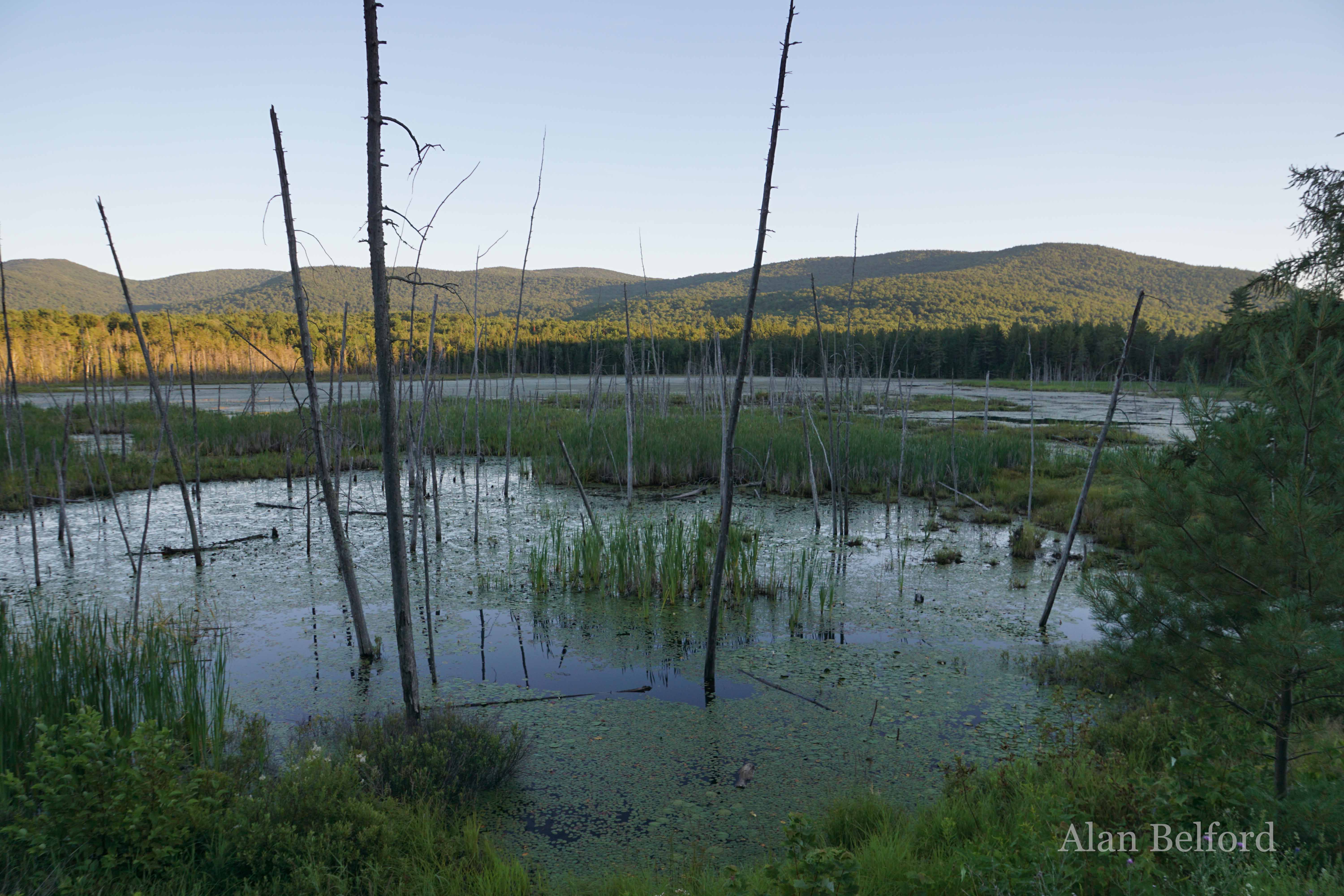 Shaw Pond was beautiful in the evening light - and there were lots of birds there as well!