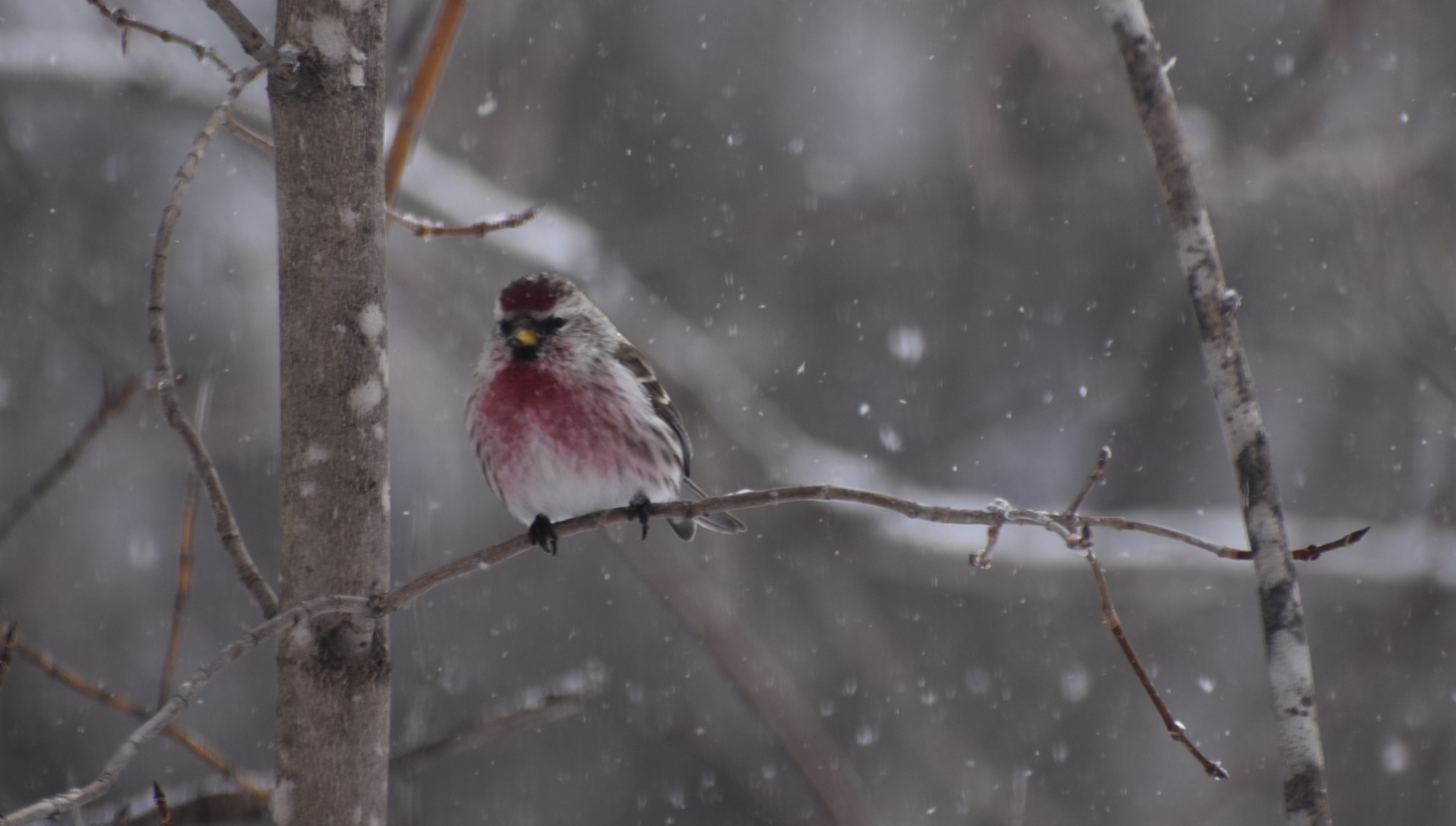 A white and brown songbird with red on its chest in a tree with snow falling.