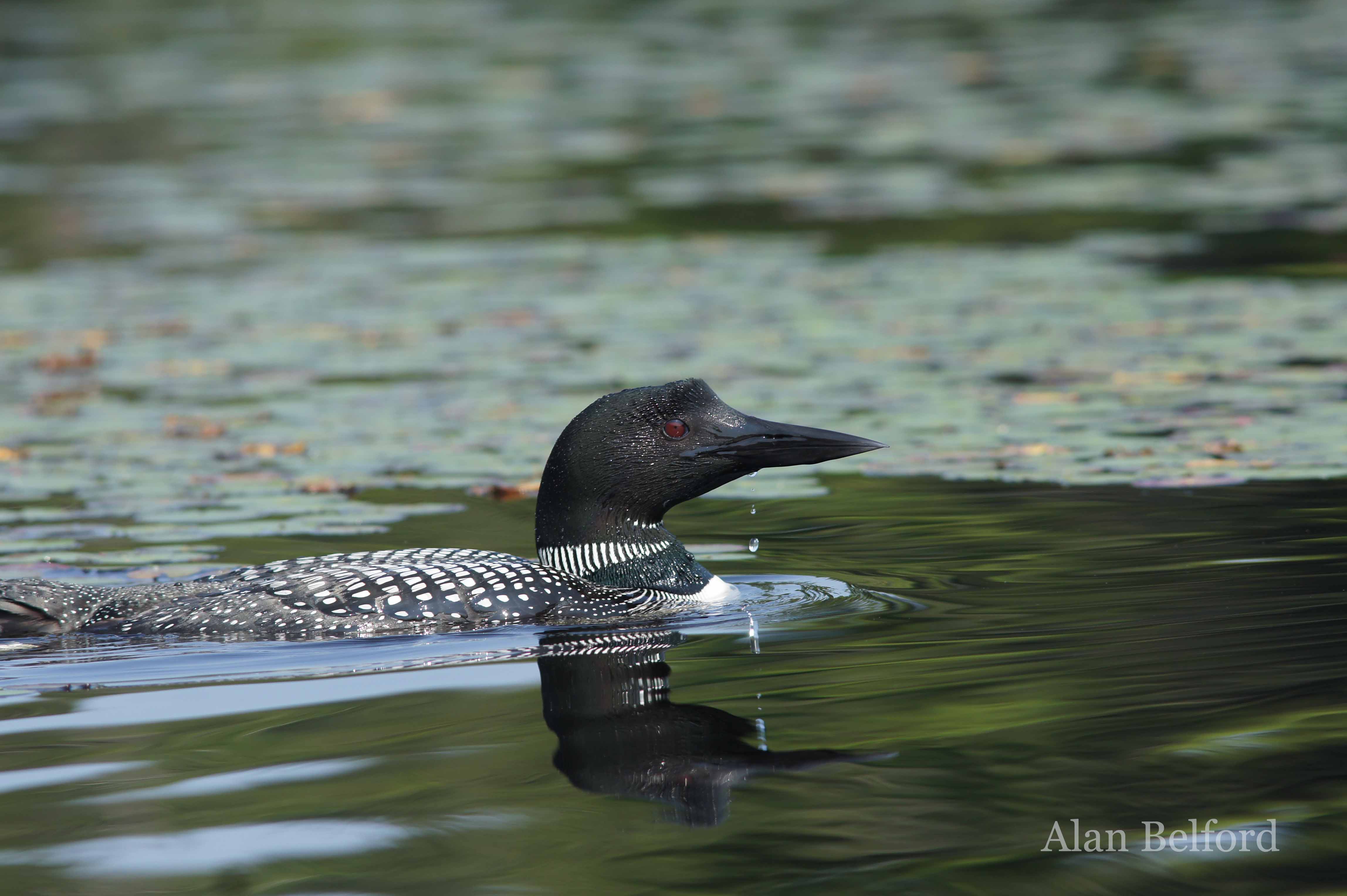 Whether by boat or by foot, I love watching Common Loons.