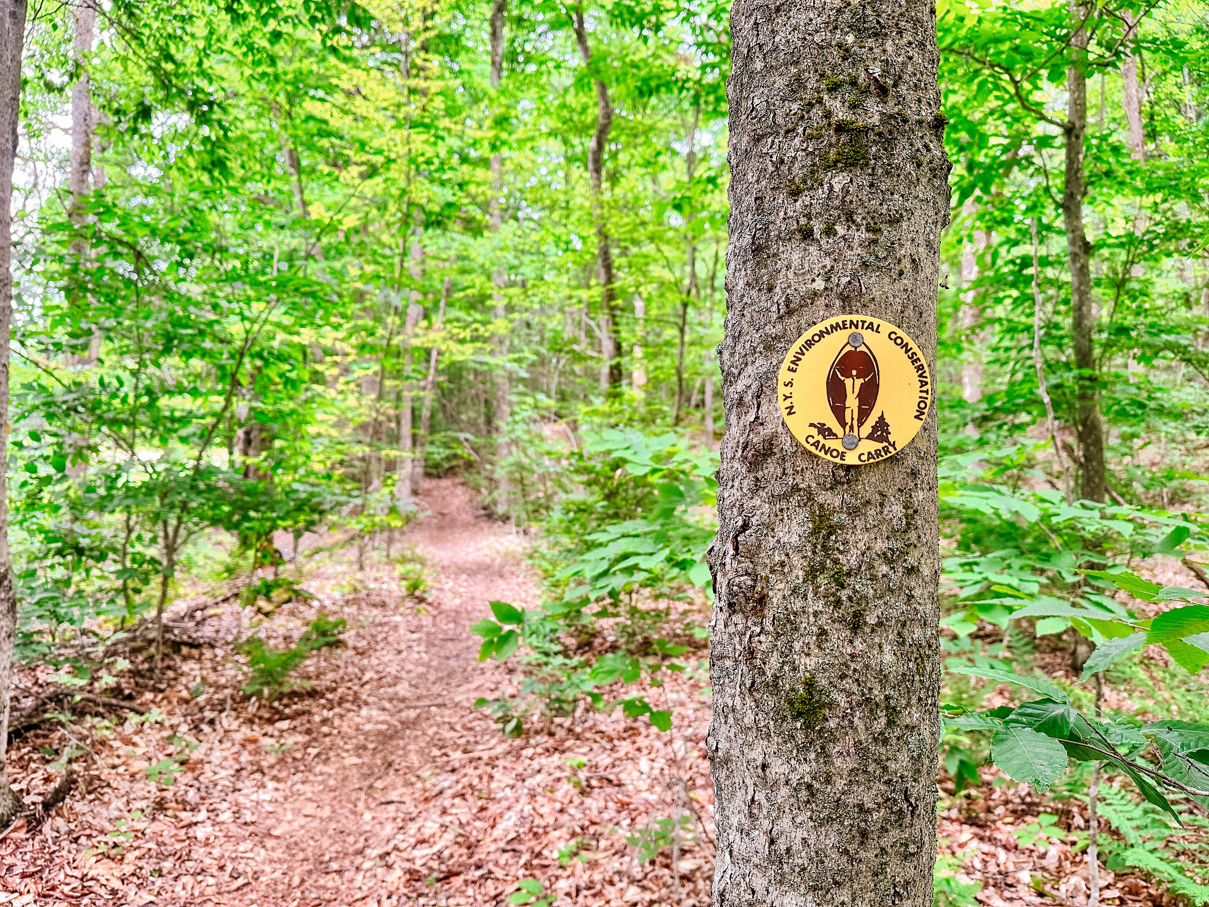 One of the many canoe portage markers in the St. Regis Canoe Area. A small circle marker nailed to a tree with a person carrying a canoe over their head