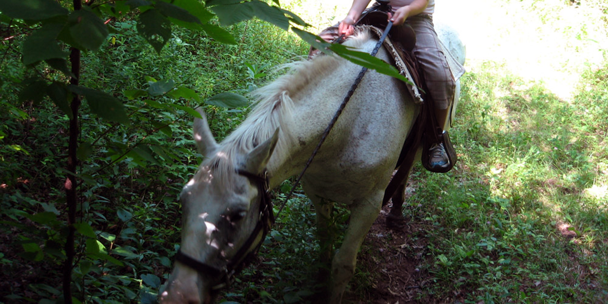 Horseback Tours