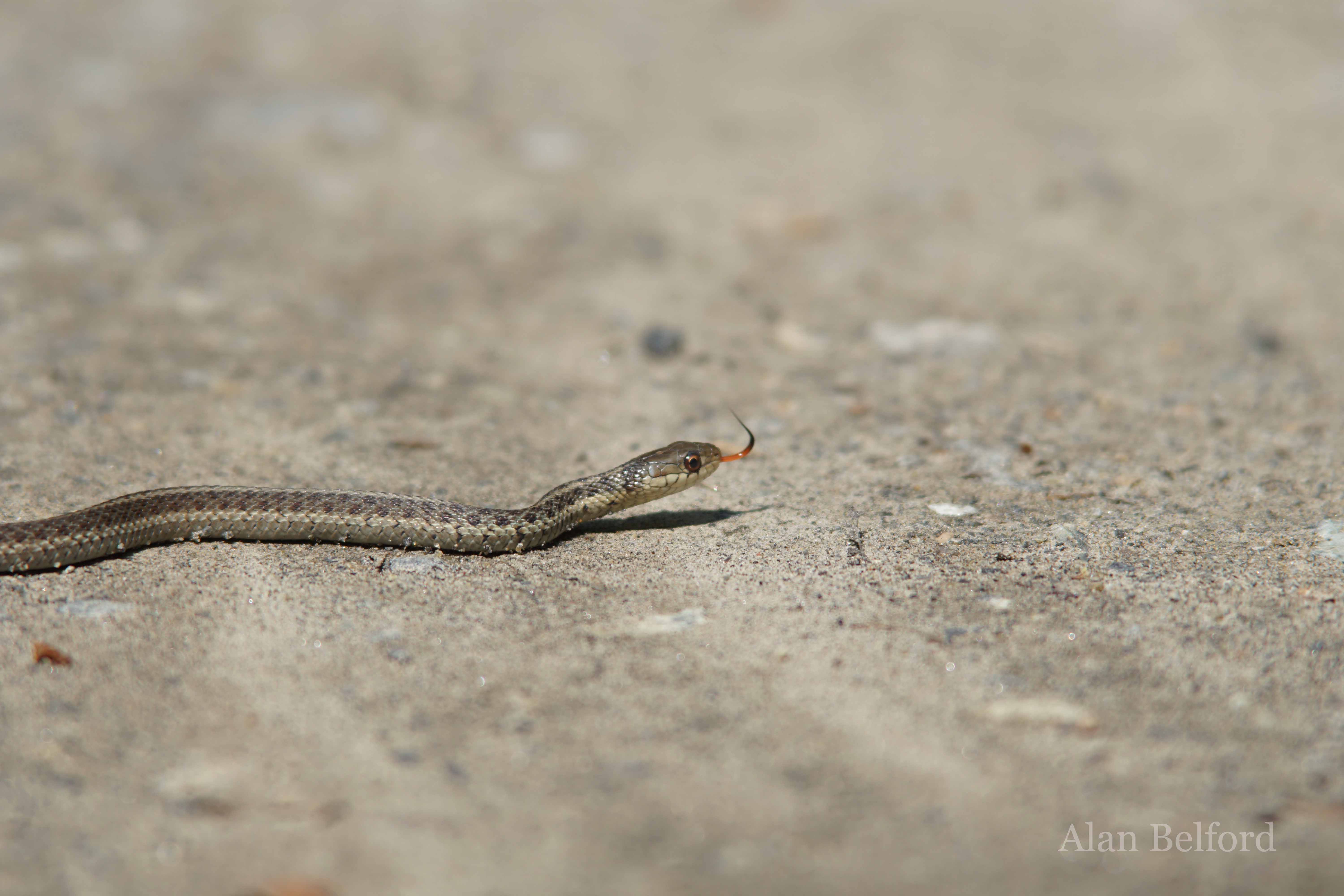 I found quite a few eastern garter snakes as I hiked.