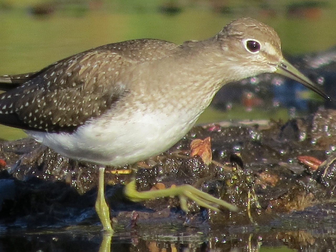 Solitary Sandpiper