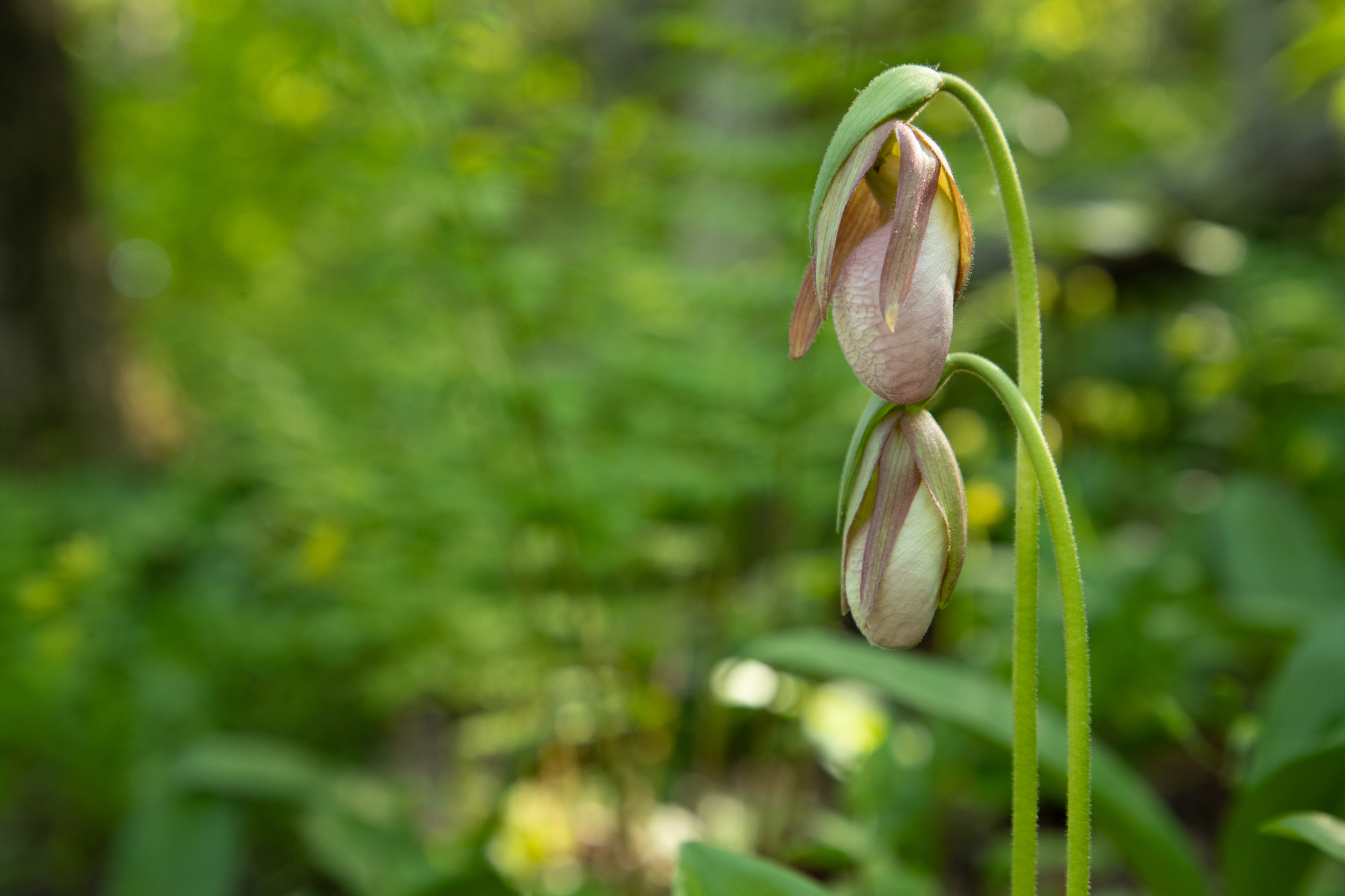 A dramatic pink wildflower that hangs down toward the ground