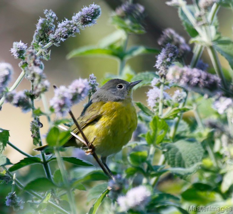 Nashville Warbler - Larry