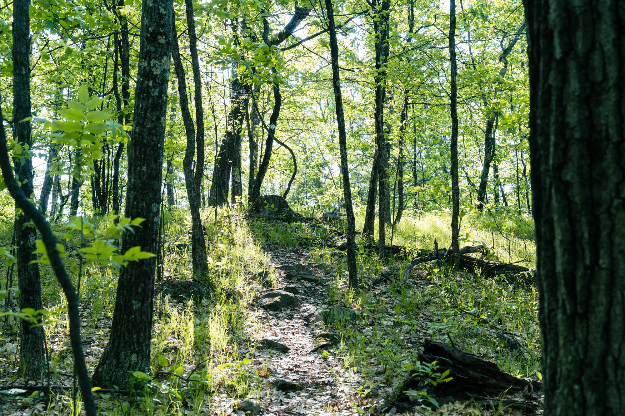 A bright green forest atop a ridgeline