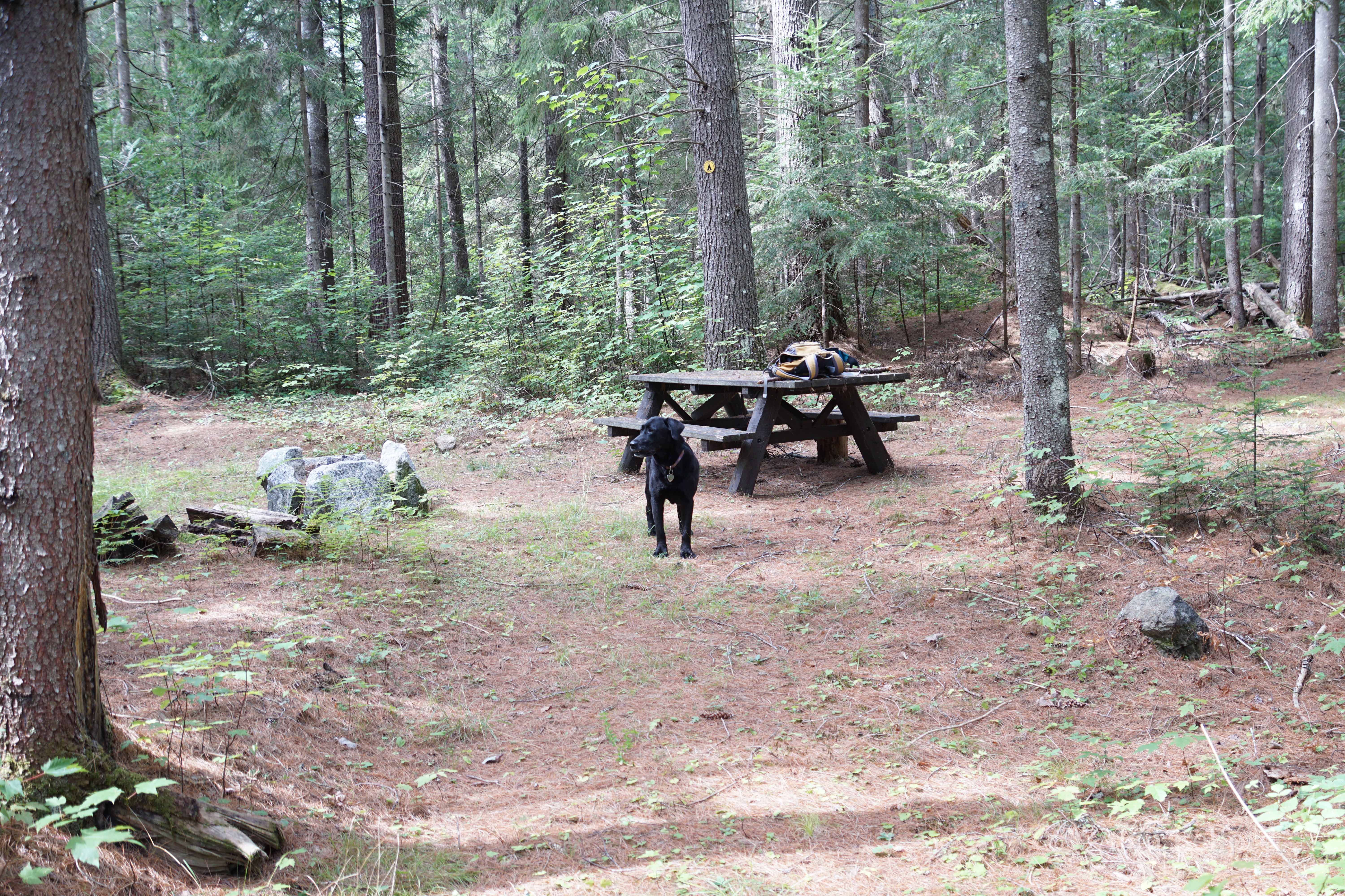 Wren checks out one of the campsites on the trail.