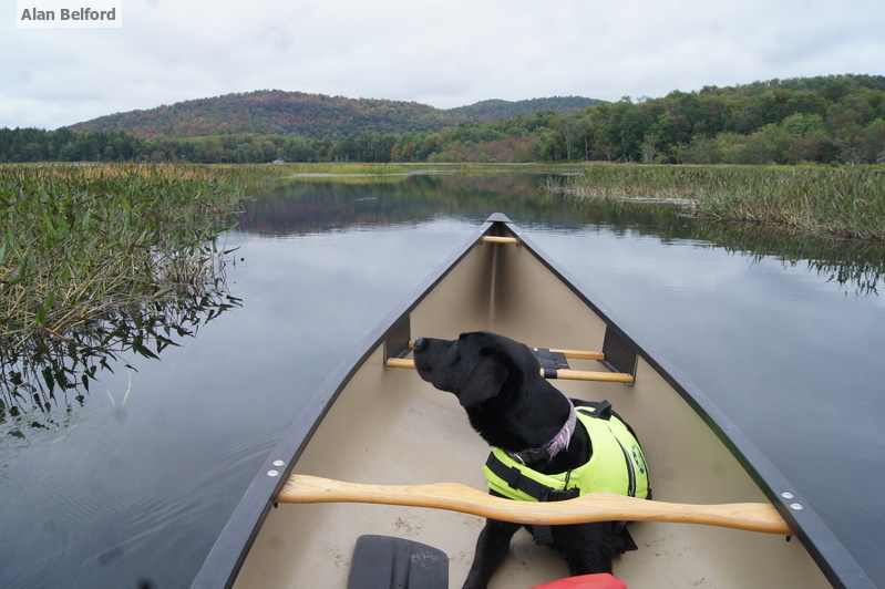 Wren - Sacandaga