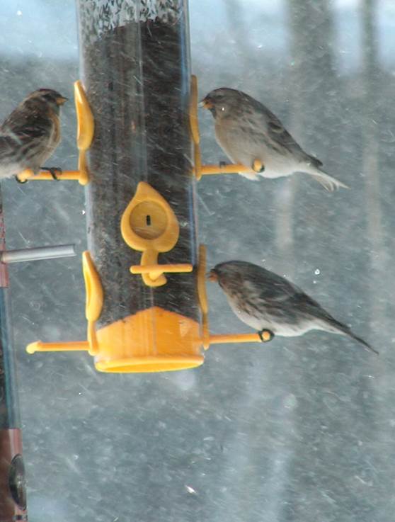 Hoary Redpoll (top right)