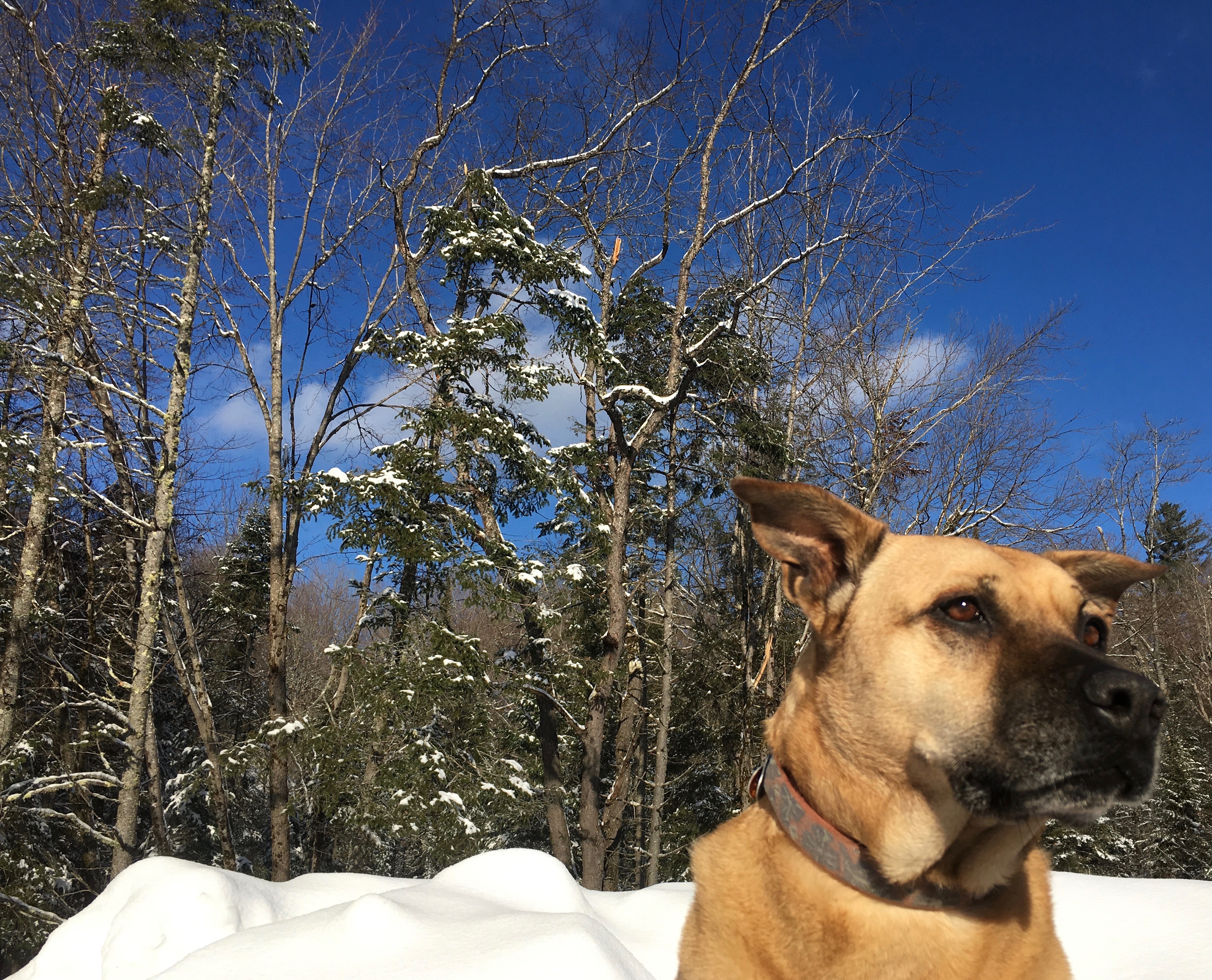 Ready to go! Dog awaits a wintry adventure