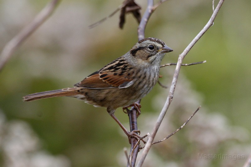 Swamp Sparrow