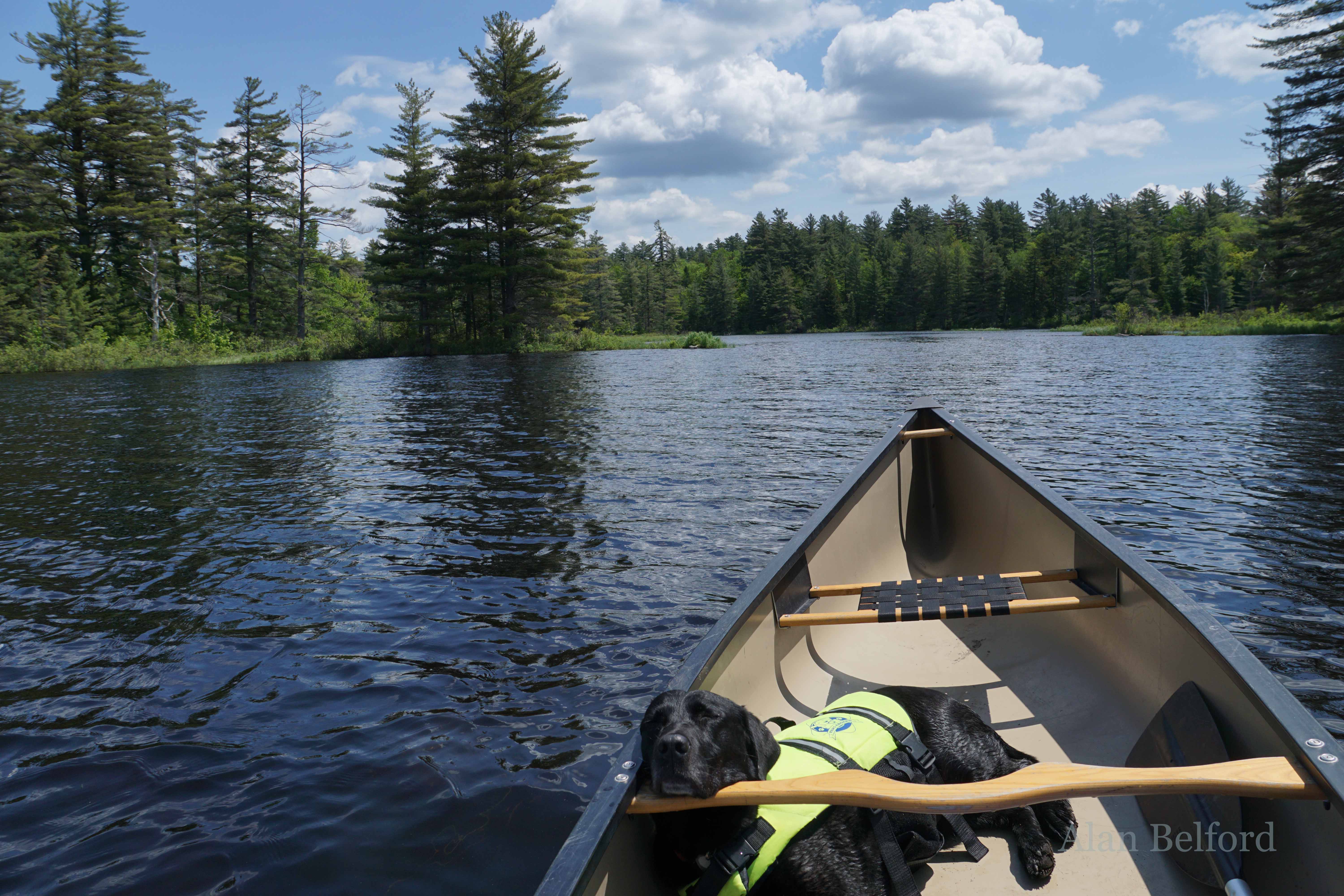 The Bog River offers many curves, nooks, and crannies to explore - of you can just relax like Wren is doing in this image.