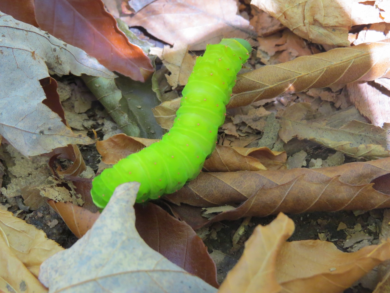 Lake Lila Caterpillar