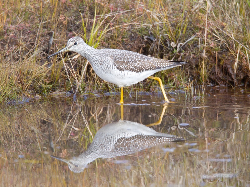 Greater Yellowlegs