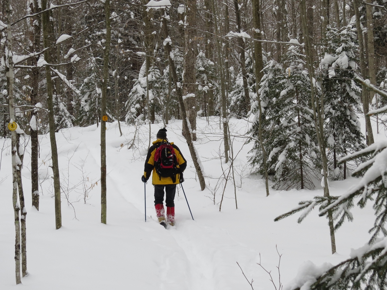 Skiing the Three-Brook Loop Ski Trail