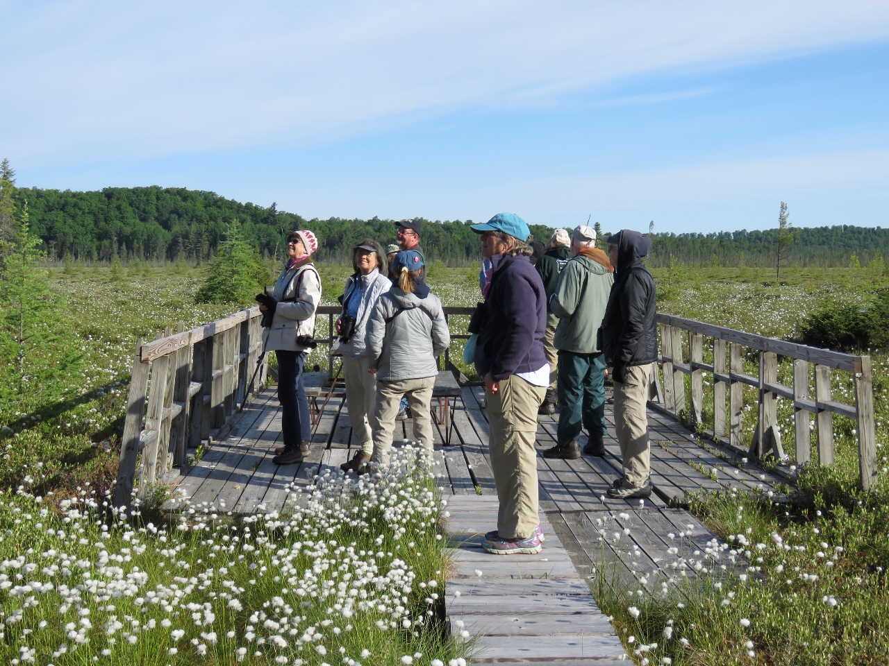 Festival attendees on the Massawepie Mire boardwalk. Photo by Joan Collins