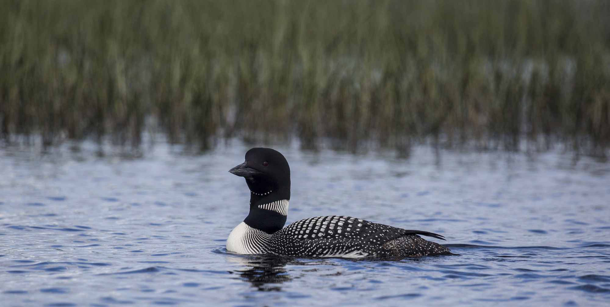 loon bobbing on a lake