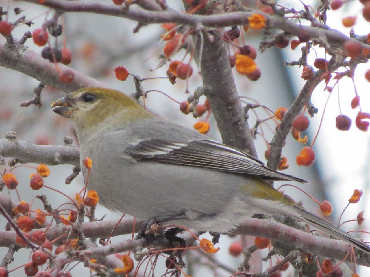 Female Pine Grosbeak, Photo by Joan Collins