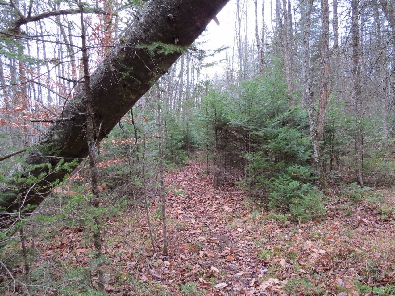 Trail to Hudson River