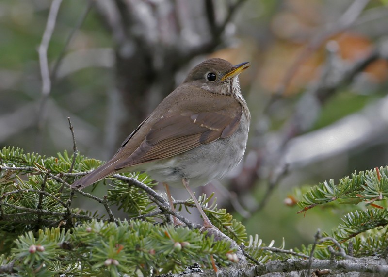 Bicknell's Thrush