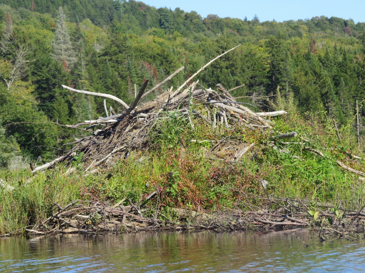 A huge Beaver lodge along Fishing Brook