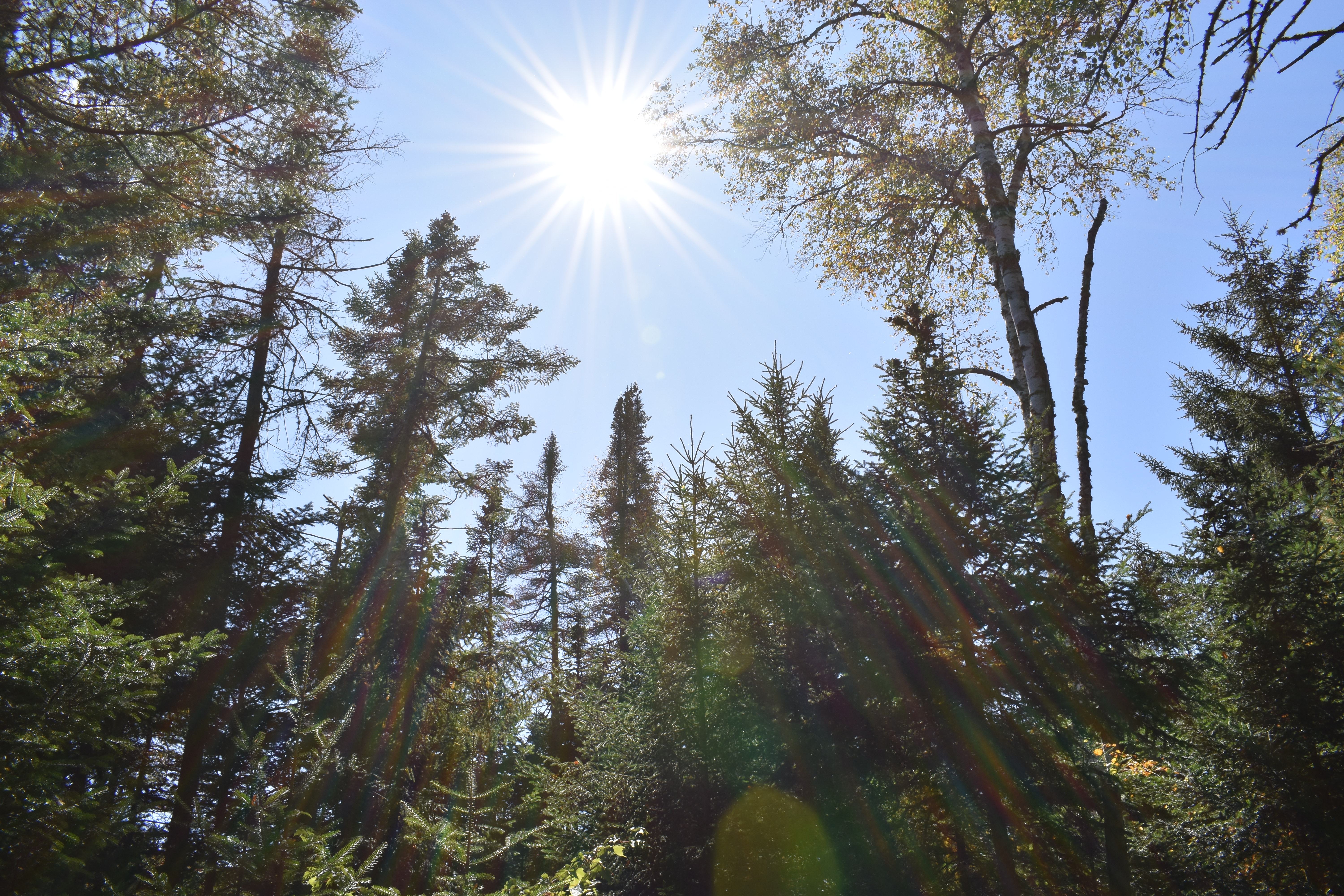 Evergreen and birch trees against a sunny, blue sky.