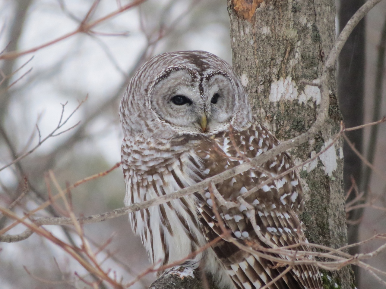 A brown and white owl in a tree.