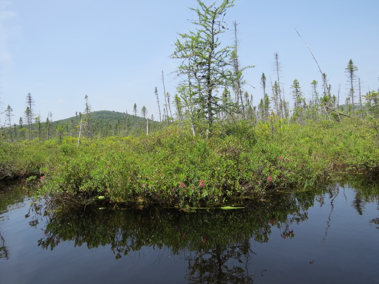 Boreal bog mat along the shore of Mud Pond