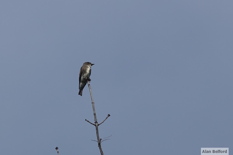 An Olive-sided Flycatcher sat like a sentinel on the top of a tree.