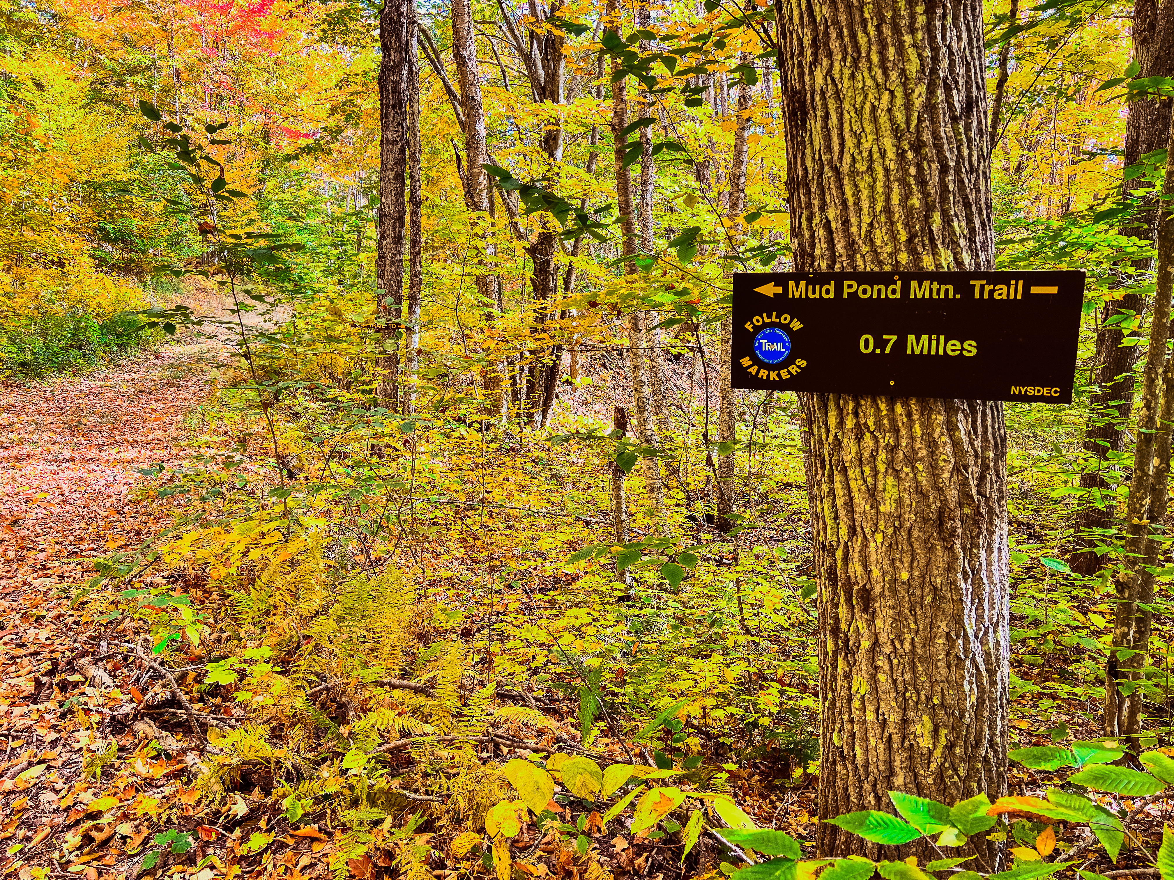 A sign nailed to a tree that says the distance to the mountain summit and shows a blue trail marker.